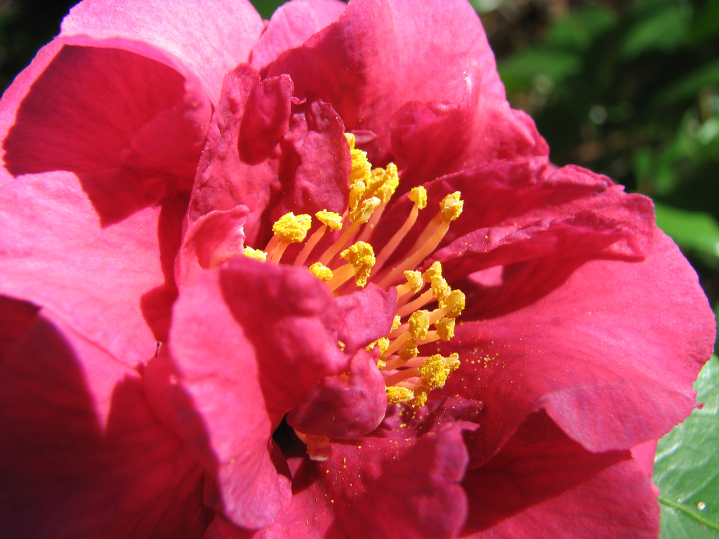 Camellia